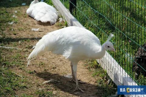 Страусиная ферма браво чувашская отзывы