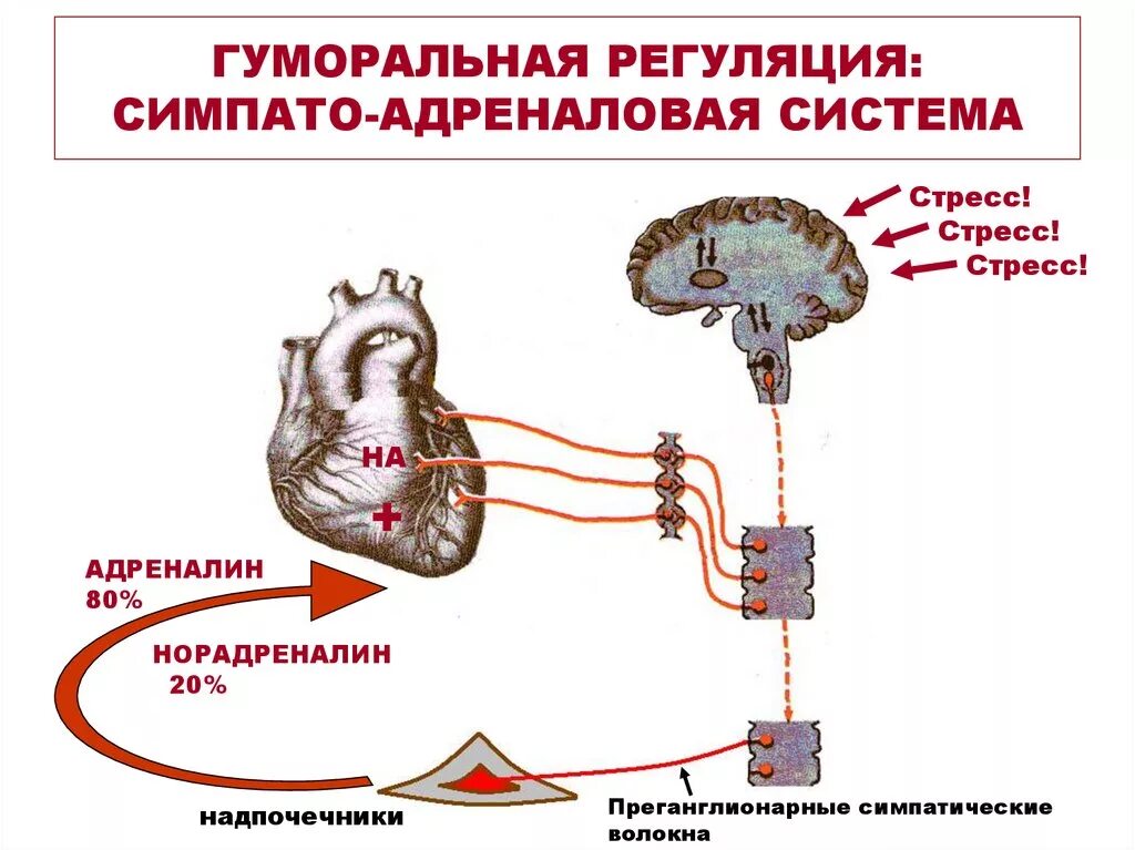 Гуморальная регуляция мозга. Схема нейрогуморальной регуляции стресс реакции. Симпато адреналовая система. Схема регуляции адреналина. Симпато-адреналовая система механизм активации.