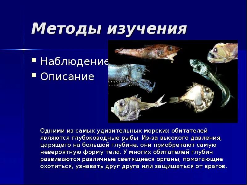 Глубоководное сообщество. Глубоководные рыбы. Глубоководные рыбы информация. Сообщение о глубоководных рыбах. Глубоководные рыбы презентация.