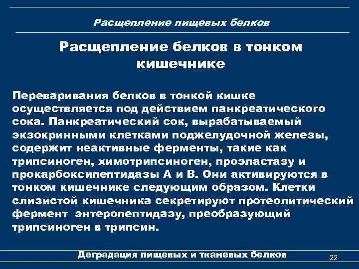 Ферменты участвуют в расщеплении белков. Ферменты тонкого кишечника участвующие в переваривании белков. Переваривание белков в тонком кишечнике биохимия. Аминокислоты в тонкой кишке образуются под действием фермента. Переваривание пептидов с участием ферментов тонкой кишки.