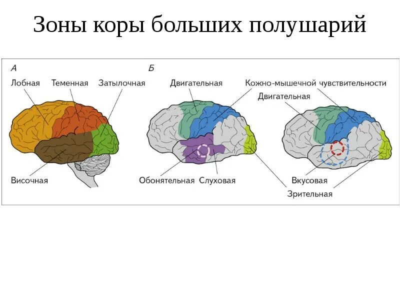 Любые зоны. Корковые зоны больших полушарий головного мозга. Кора головного мозга зоны коры головного мозга. Функциональные зоны и доли коры головного мозга. Основные зоны коры больших полушарий головного мозга рисунок.