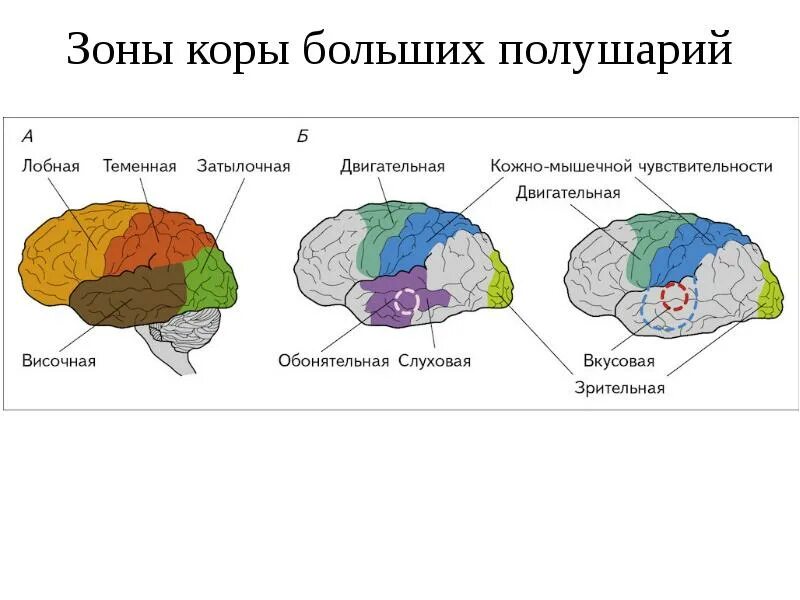 В какой доле находится зрительная зона