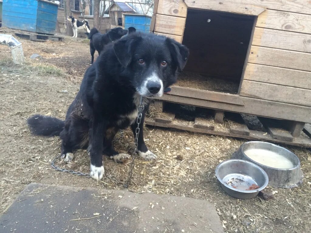 Майский день приют в контакте