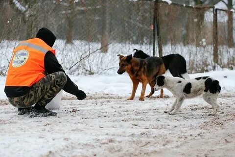 Служба отлова бездомных собак