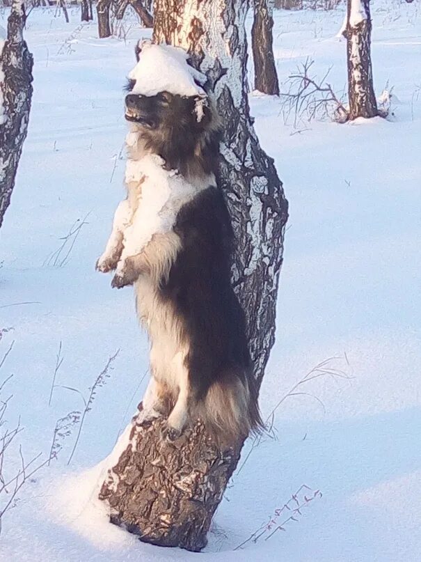 Повешенные кошки. Собака привязана к дереву. Собаку повесили на дереве. Собака на дереве.