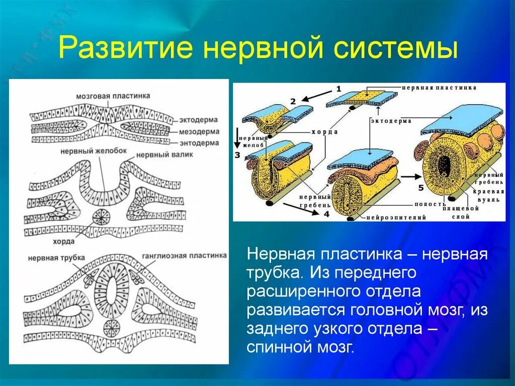 Развитие нервной системы и поведения. Развитие нервной системы. Развитие нервной сисит. Схема развития нервной системы человека. Эволюция развития нервной системы.