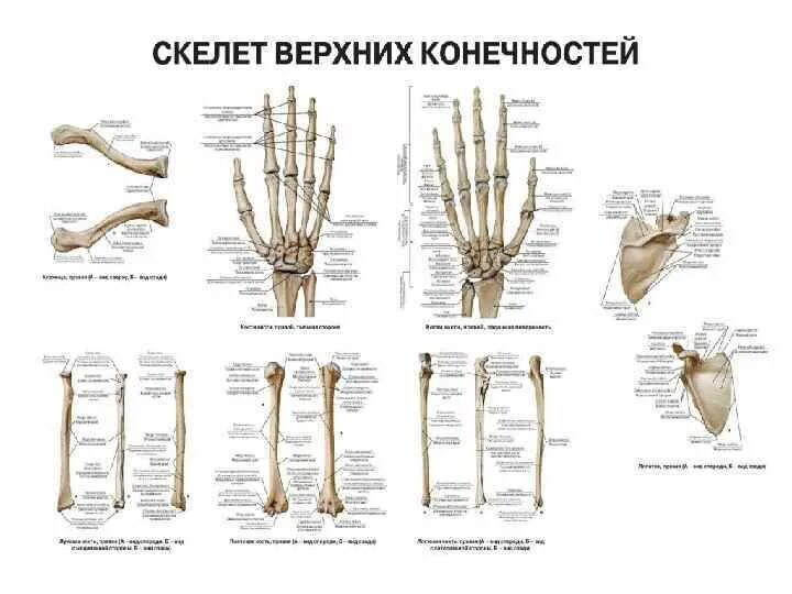 Анатомия верхней конечности. Строение костей верхней конечности анатомия. Кости свободной верхней конечности строение анатомия. Кости верхней конечности правой вид спереди. Скелет верхних конечностей человека анатомия.