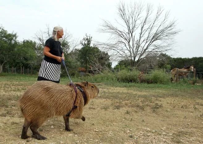 Cuddly capybaras are the new kings of cute as they pose with their animal pals -