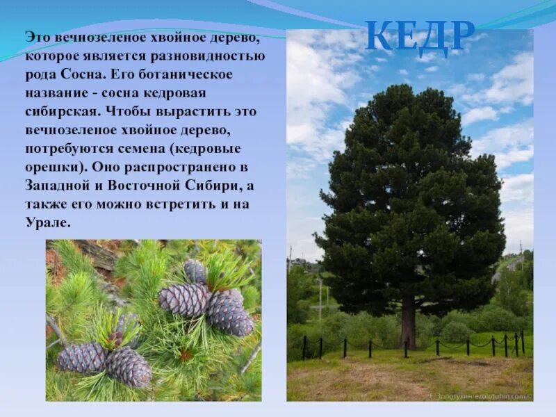 Кедр 7 класс. Хвойник кедр сибирский. сосна сибирская кедр. сосна кедровая сибирская. кедровая сибирская сосна и кедр это.