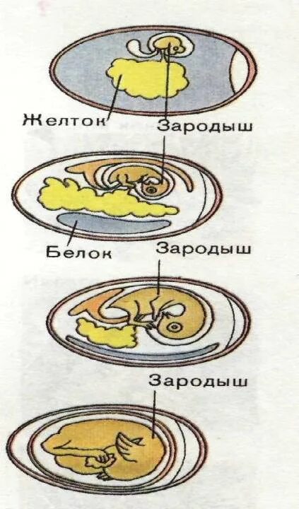 Строение яйца птицы с зародышем. Стадии развития эмбриона птицы. Развитие зародыша птицы схема. Размножение и развитие птиц.