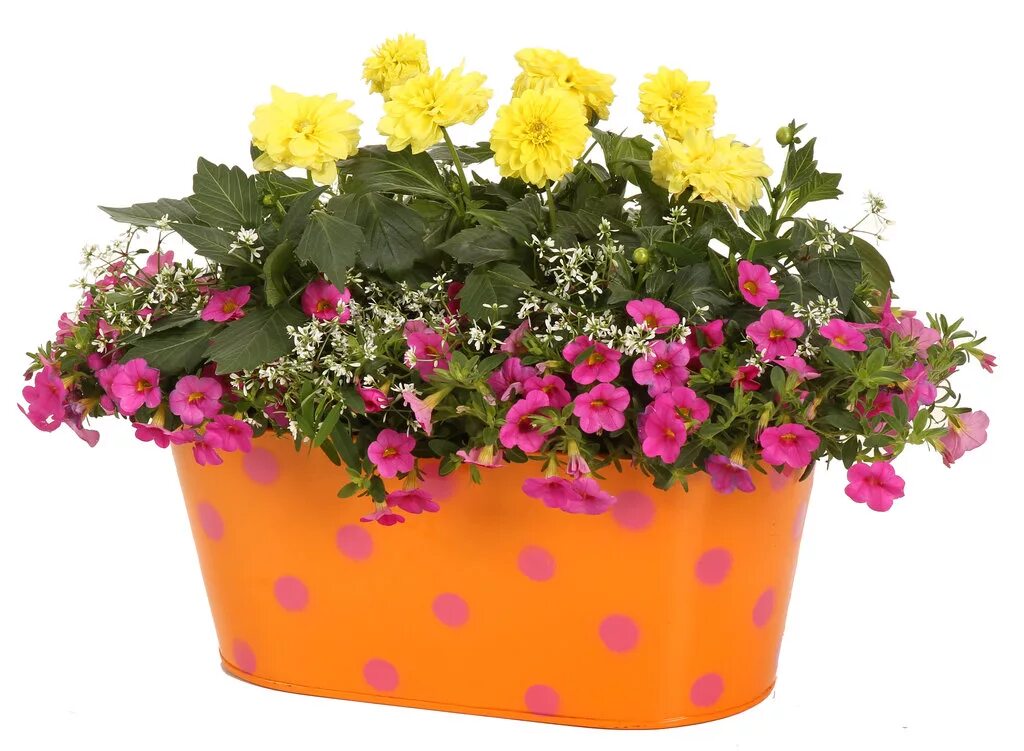 Горшечный гиацинт. Кашпо elho pure. К чему снятся красивые цветы в горшках. Вербена однолетки. Бегония элатиор сорта.