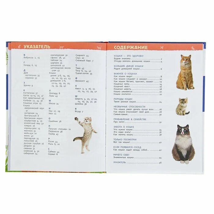 Детская энциклопедия. Нужные вещи для котёнка. Что нужно для котенка. Что нужно для котенка в квартире список. Что нужно для котенка.