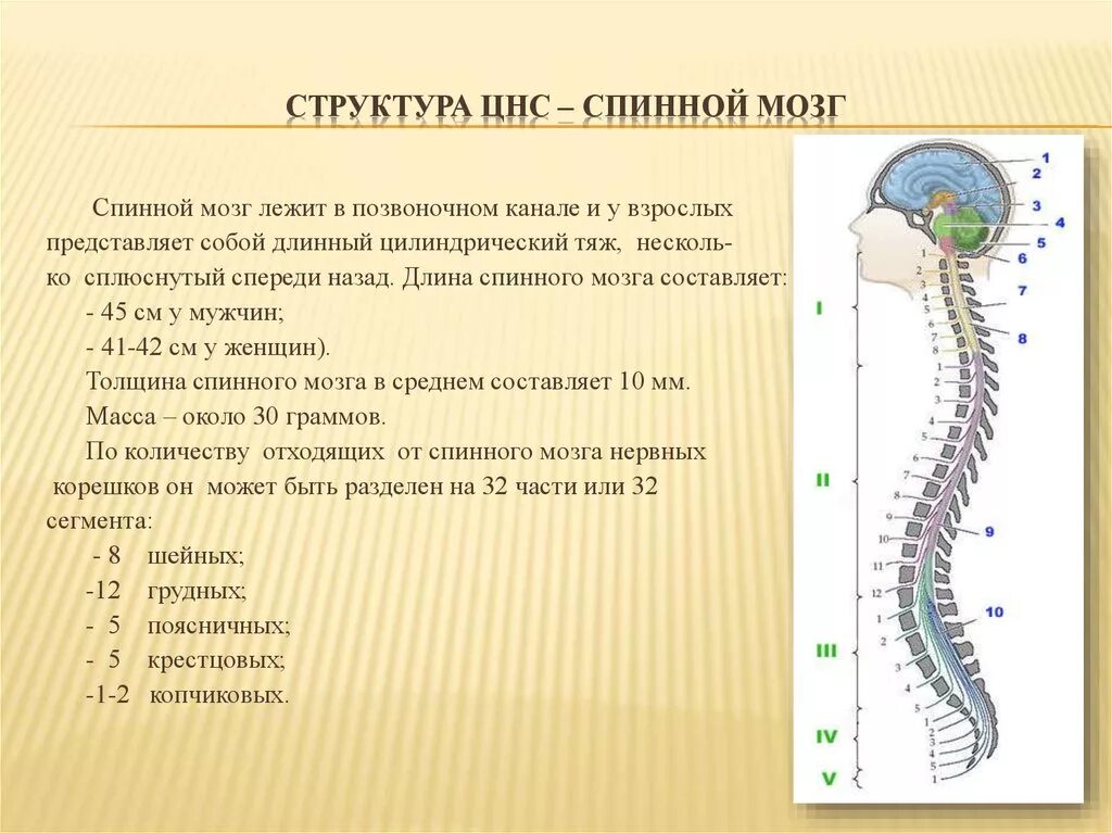 Структура головного и спинного мозга. Строение центральной нервной системы: головной мозг, спинной мозг. строение нервной системы спинной мозг 8 класс. схему строения нервной системы и строение спинного мозга. центральная нервная система схема спинной мозг.