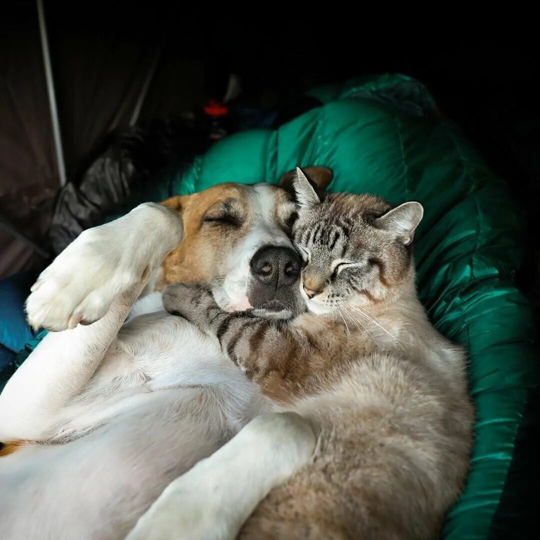 Где кошка собака. Кот и собака. Собака и кошка вместе. Кот и собака в обнимку. Кошка с собакой в обнимку.