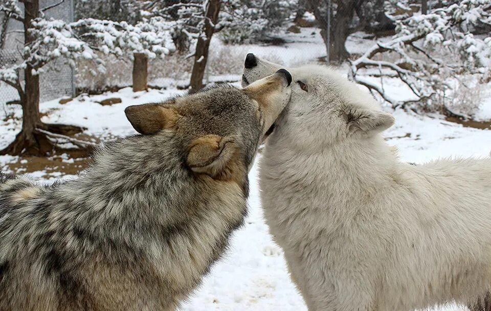красивый волк. матлак волки выбирают пряности. эстонская национальная животное. выбирает волка. волки преданность.