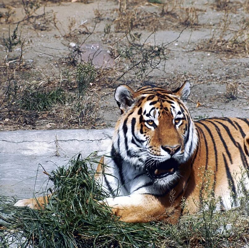 чей тигр. чей тигр. дальневосточный уссурийский тигр. тигр рычит. уссурийская тайга амурский тигр.