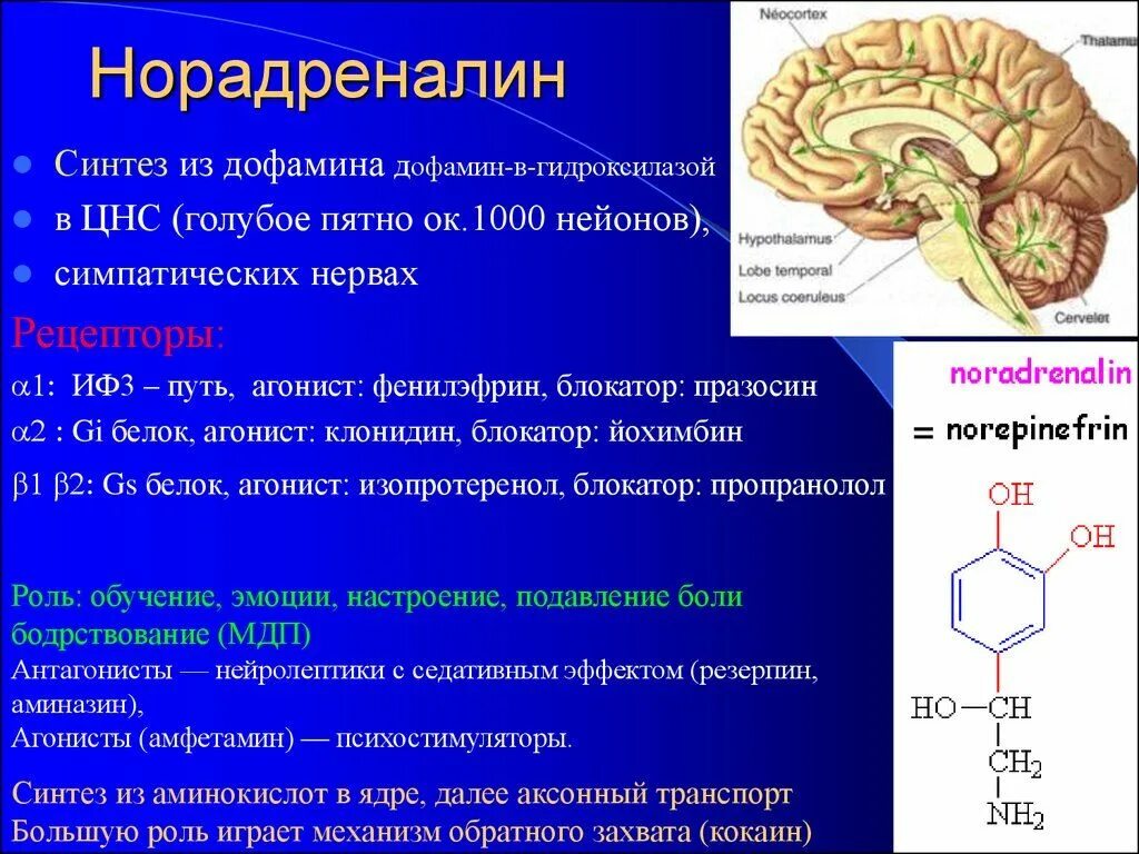 Норадреналин роль в ЦНС. Норадреналин роль в организме. Норадреналин функции гормона в организме. Норадреналин строение Синтез. Гормон центральной нервной системы