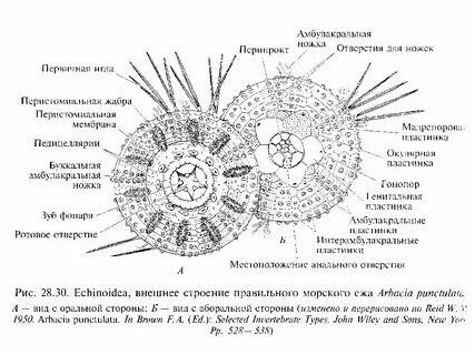 Строение ежа