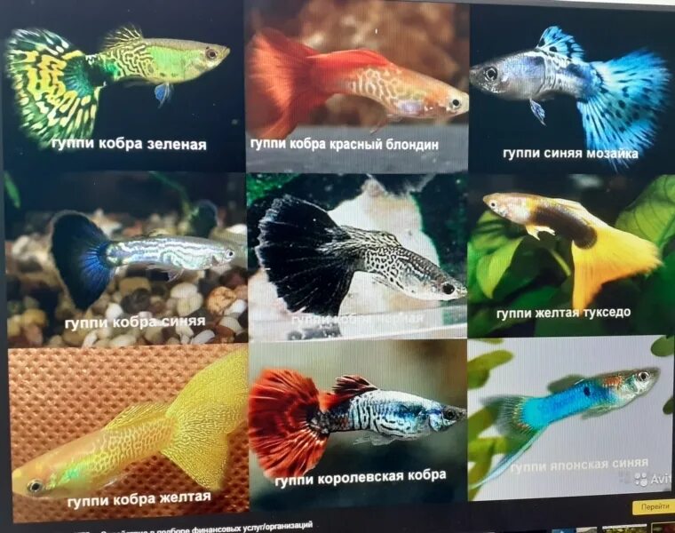 Какие рыбы бывают в аквариуме
