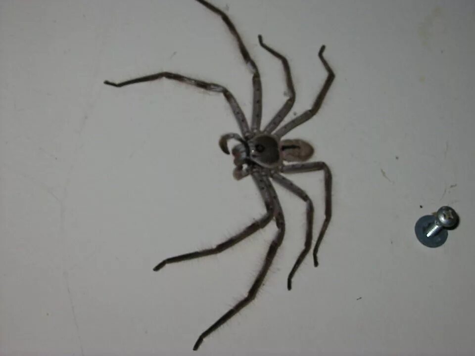 Clock spider