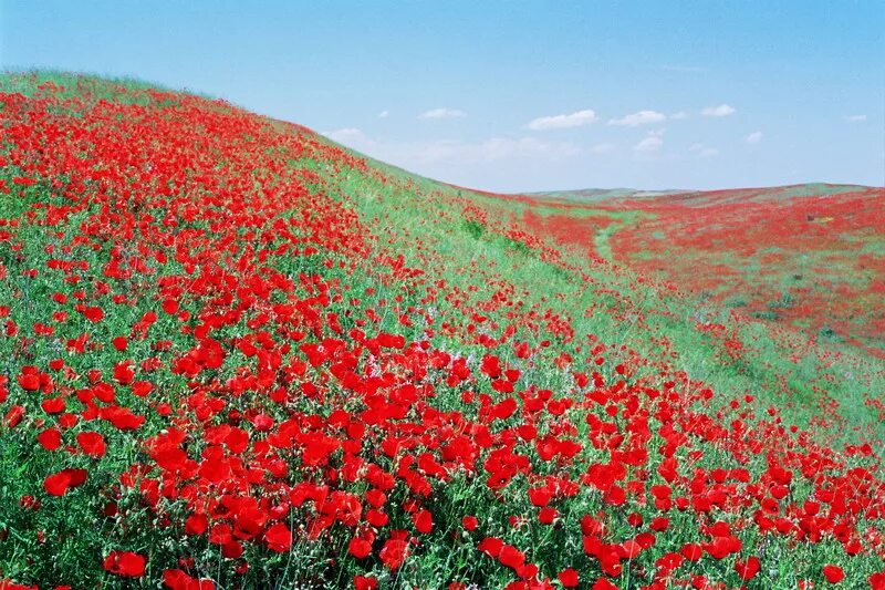 Қызыл ала. Маковые поля в Казахстане. Маковое поле в степях Казахстана. Маковые поля Иссык Куль.