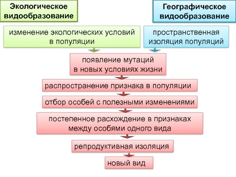 Схема изменения видообразования. Схема этапы географического видообразования. Этапы видообразования схема. Схема географического и экологического видообразования. Установите последовательность образования новых видов в природе