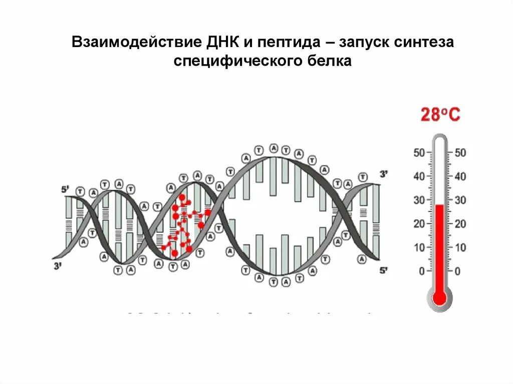 Пептидные биорегуляторы. Гидрофобные взаимодействия в ДНК. ДНК пептид. Электростатические взаимодействия ДНК.