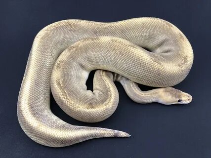 Python frozen