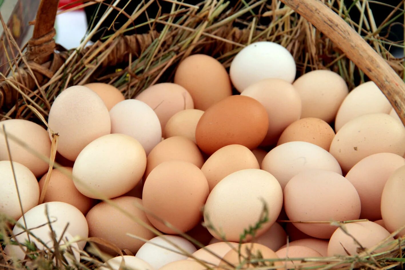Инкубационное яйцо. Яйца фото. Инкубаторские яйца. Инкубационное яйцо фото. Купить инкубационное яйцо от производителя