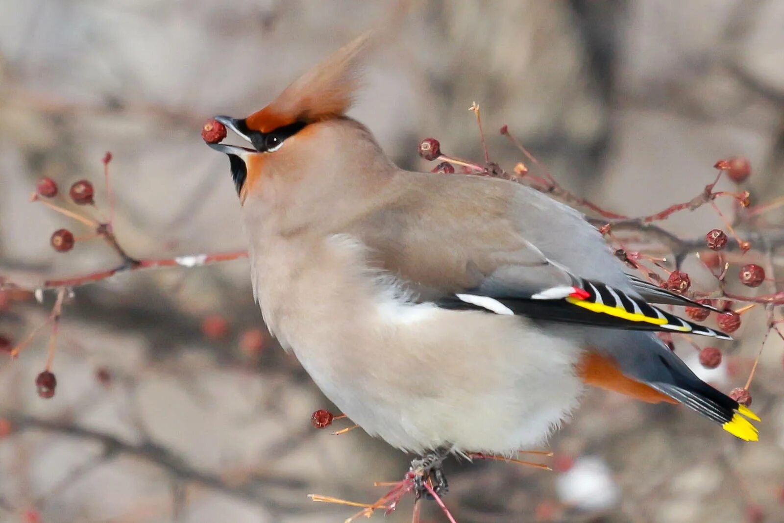 Свиристель класс. Свиристель Сибирская. Bombycilla garrulus. Птица свиристель Сибирский. Клест свиристель.