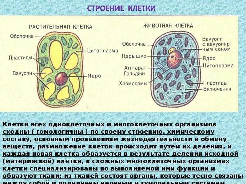 Любая клетка живого организма. Конспект строение клетки 5 класс. Строение клетки и ее функции 5 класс биология. Строение клетки кратко 5 класс. Строение практической клетки.