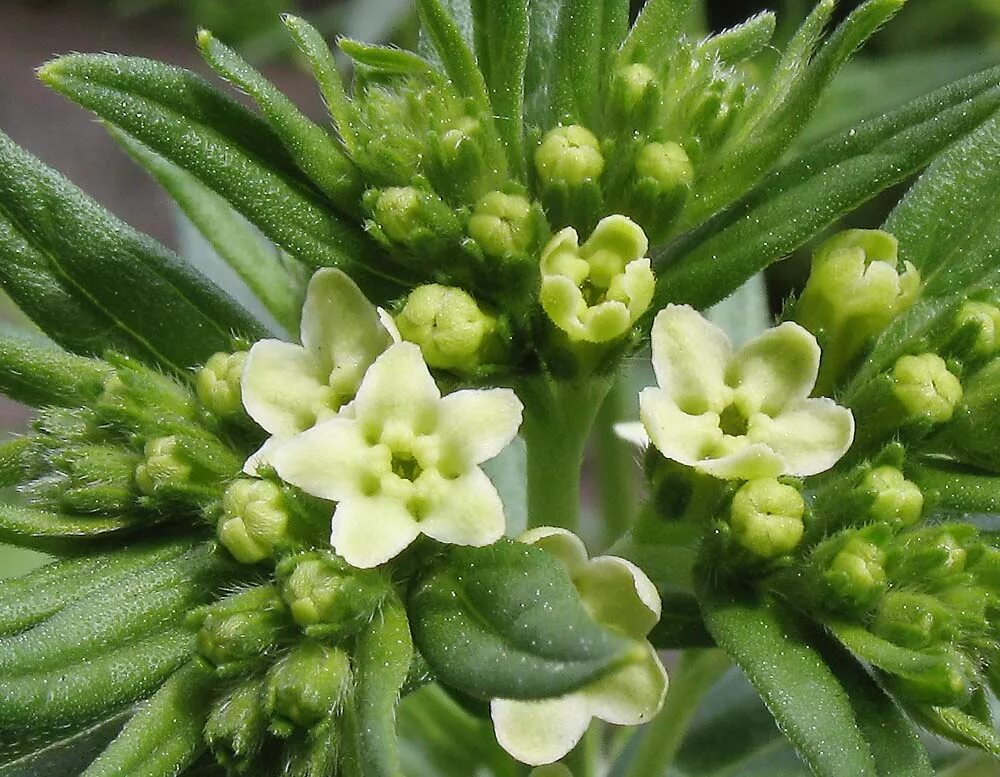 Воробейник. Трава воробейник. воробейник lithospermum. воробейник лекарственный lithospermum officinale. воробейник лекарственный (lithospermum officinale l.).