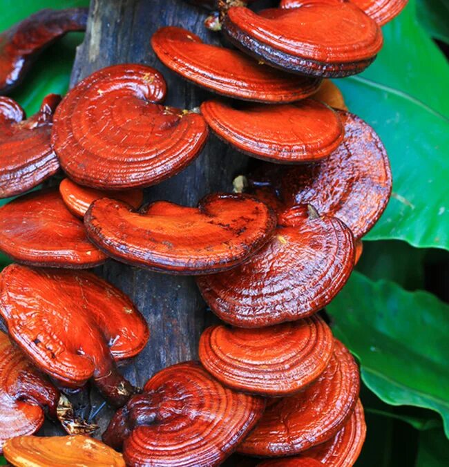 Ganoderma lucidum. Трутовик лакированный ganoderma lucidum. рейши (трутовик лакированный). гриб трутовик ganoderma lucidum. ганодерма линчжи.