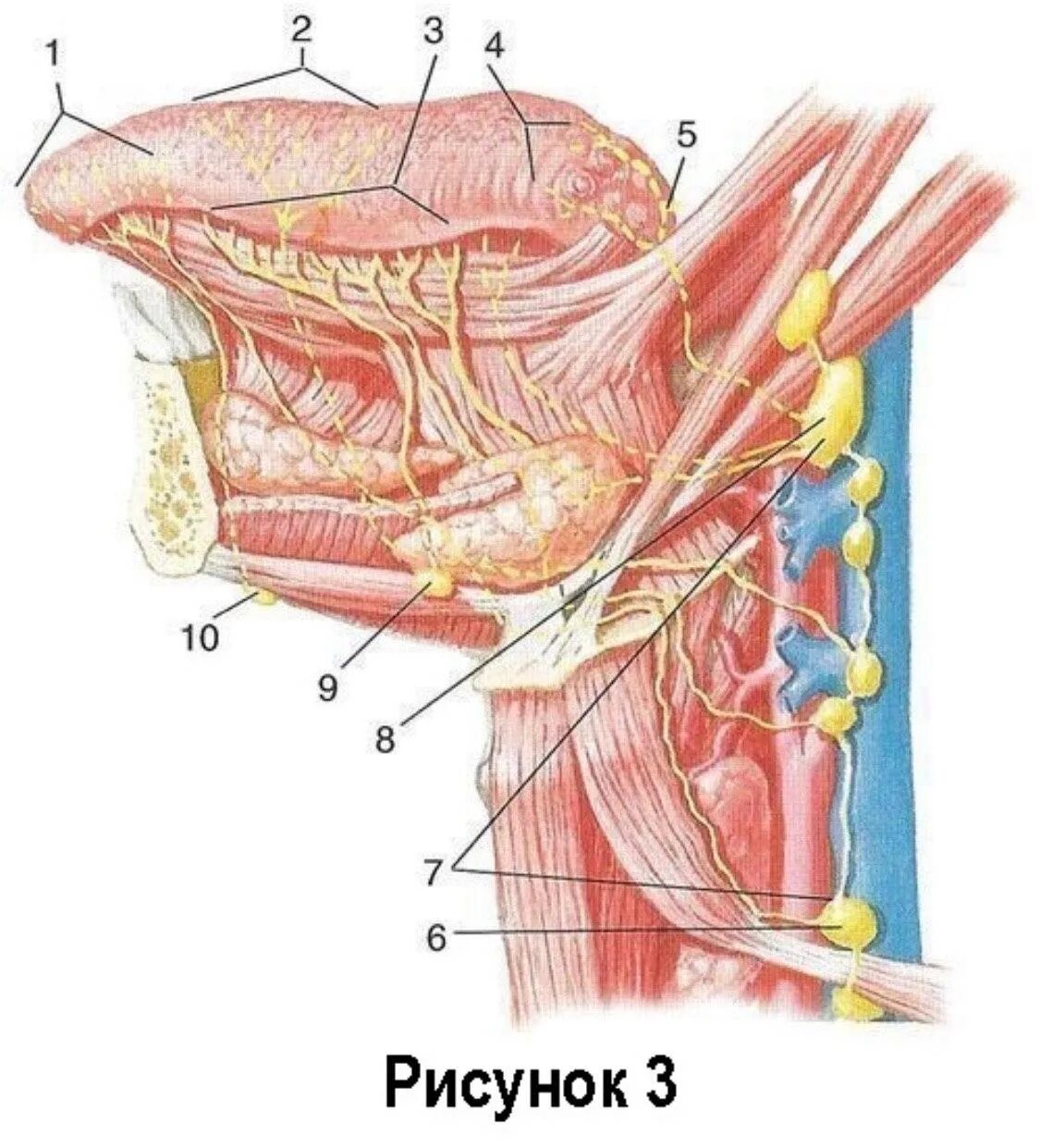 Поднижнечелюстные лимфоузлы узлы. Поднижнечелюстные лимфоузлы расположение. Слюнные лимфоузлы расположение. Регионарные лимфатические узлы нижней челюсти. Лимфоузлы на языке