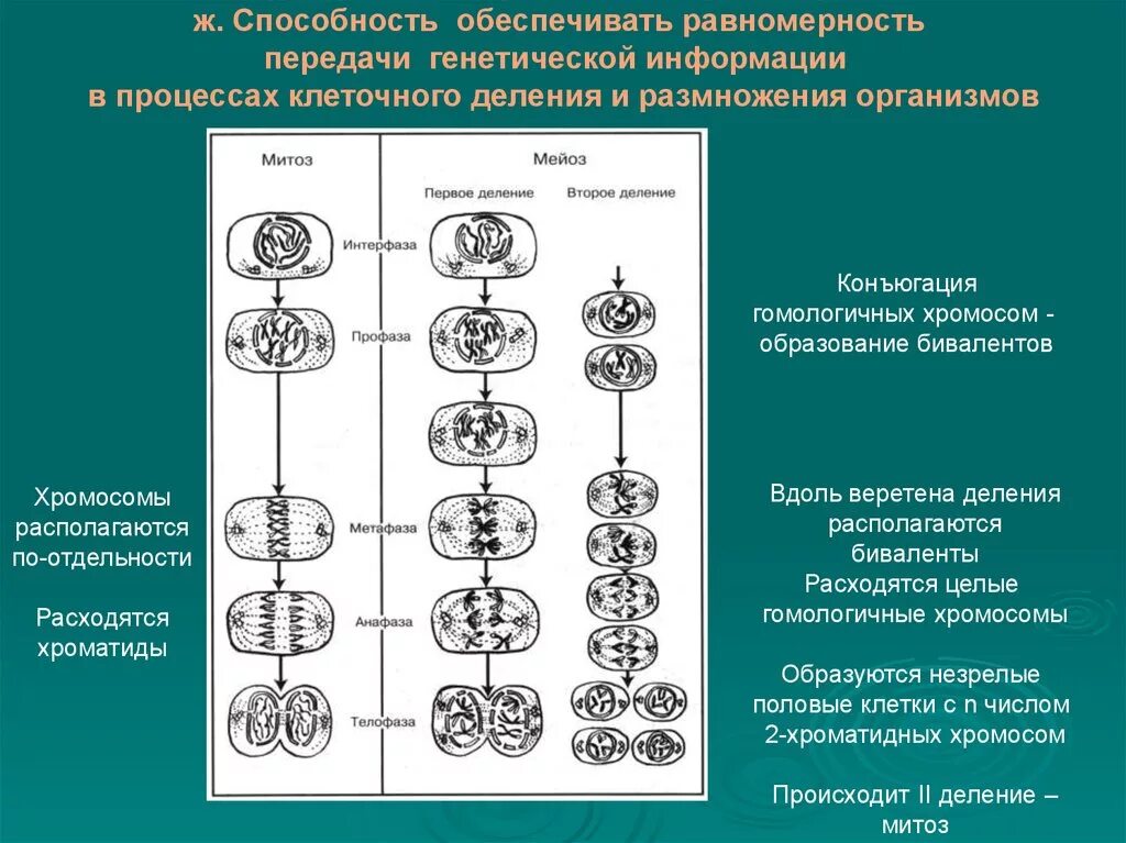 Передача наследственной информации в процессе деления клеток.. Расхождение гомологичных хромосом. Гомологичные хромосомы в митозе. Образование хромосом.