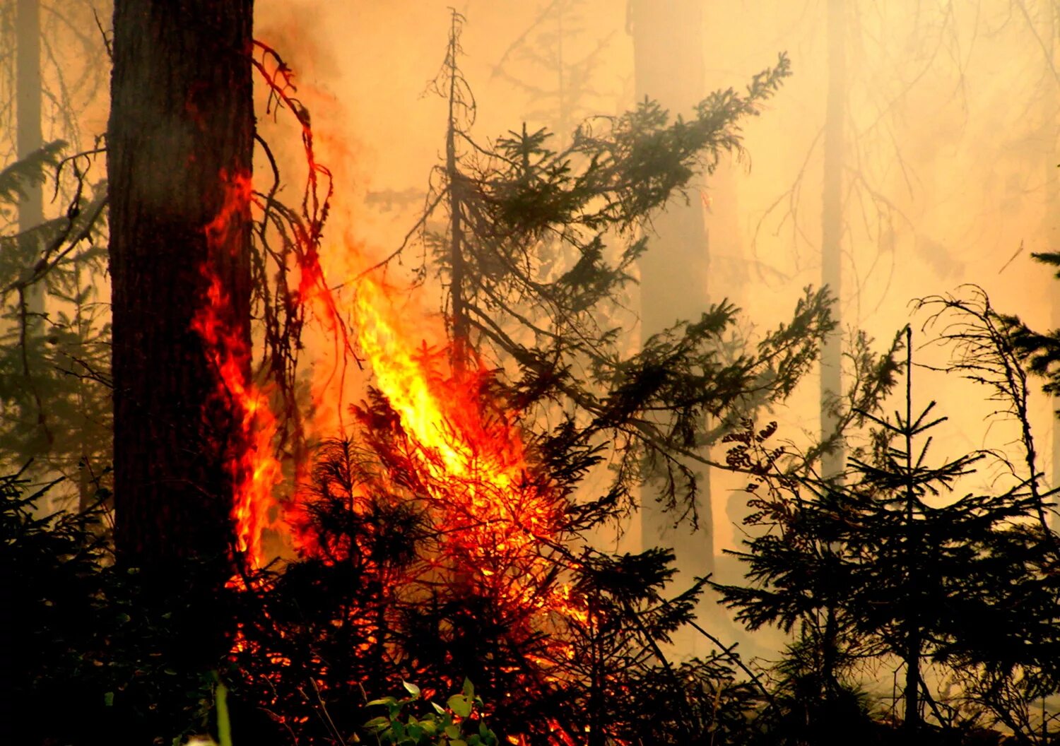 Сгорает маленький. Лесные пожары. Огонь в лесу. Пожар на природе. Картина пожар в лесу.