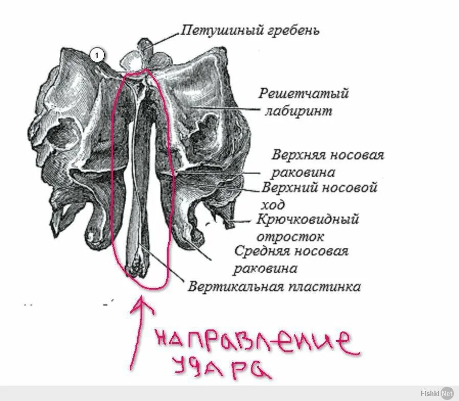 Решетчатая кость функции. Решетчатая кость верхняя и средняя носовые раковины. решетчатая кость кость анатомия. решетчатая кость верхняя носовая раковина. решетчатая пластинка анатомия.