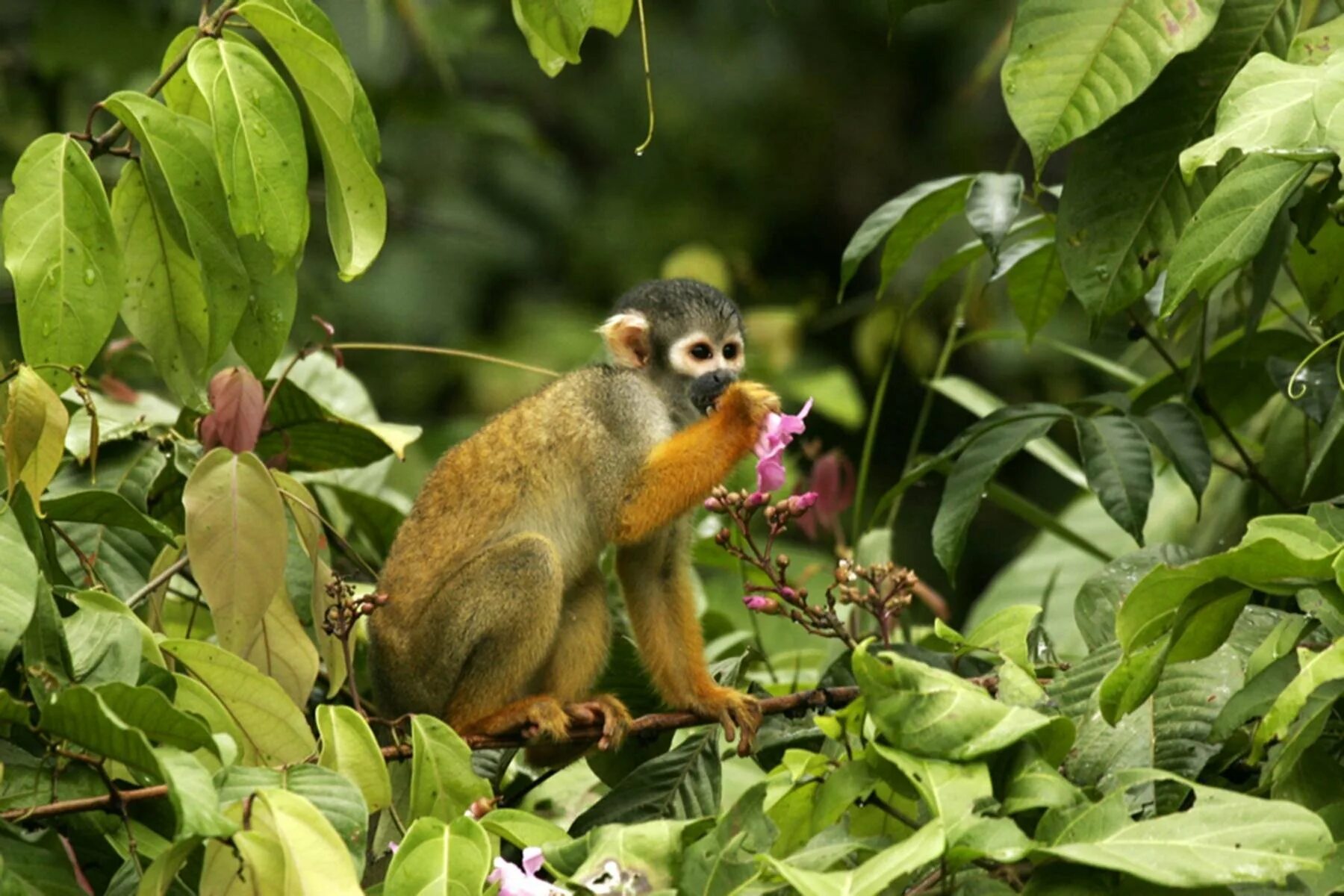Сельва саймири. Сельва мирикина обезьяна. Растения сельвы Южной Америки. Тропические леса амазонки фауна.