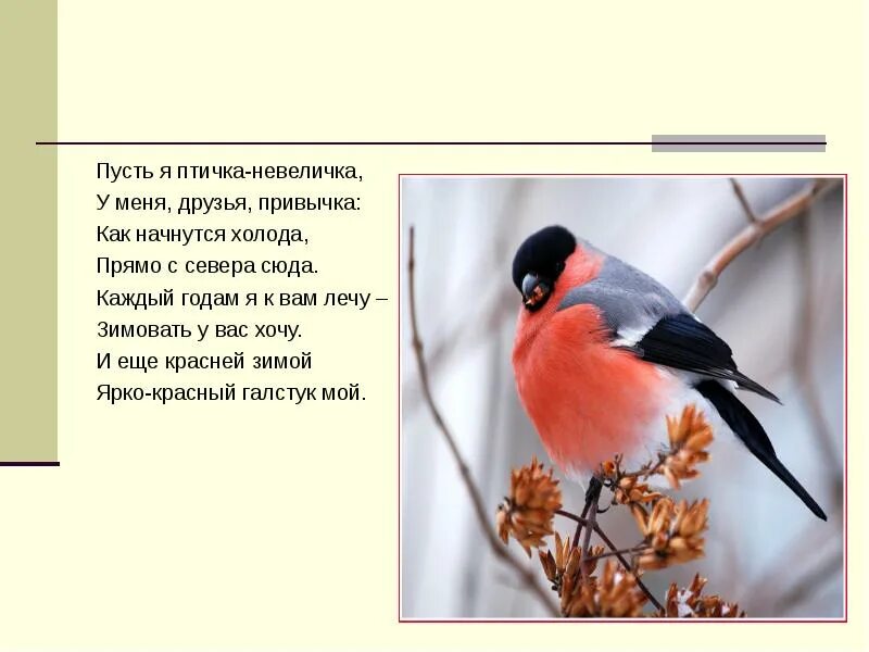 Стихи про птиц 3 года. Стихи про птиц для малышей. Стихи про птиц для детей. Стих о птицах 3 класс. Стихи о птицах для детей 2 класс.