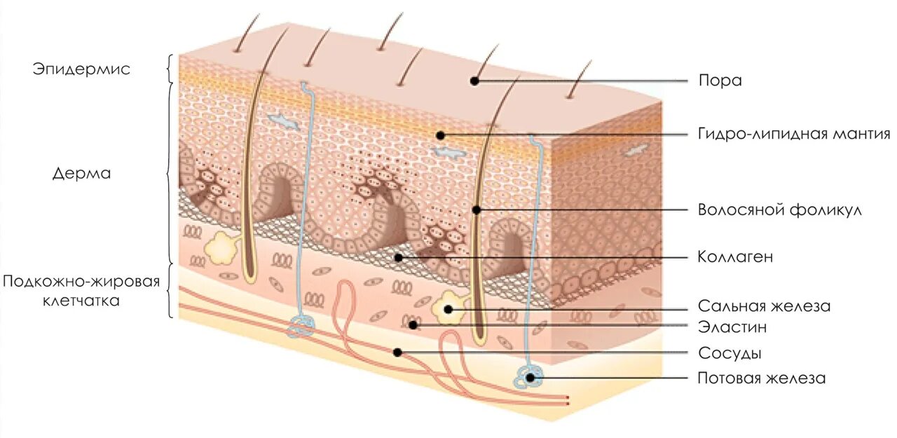 Строение кожи водно-липидная мантия. Слой строения кожи эпидермис дерма. Строение кожи слои дермы. Строение дермы кожи человека.