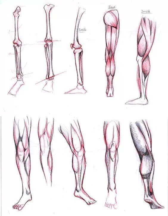 Ноги референс анатомия. Ноги анатомия для художников. Женские ноги анатомия. Строение ног референс. Draw leg