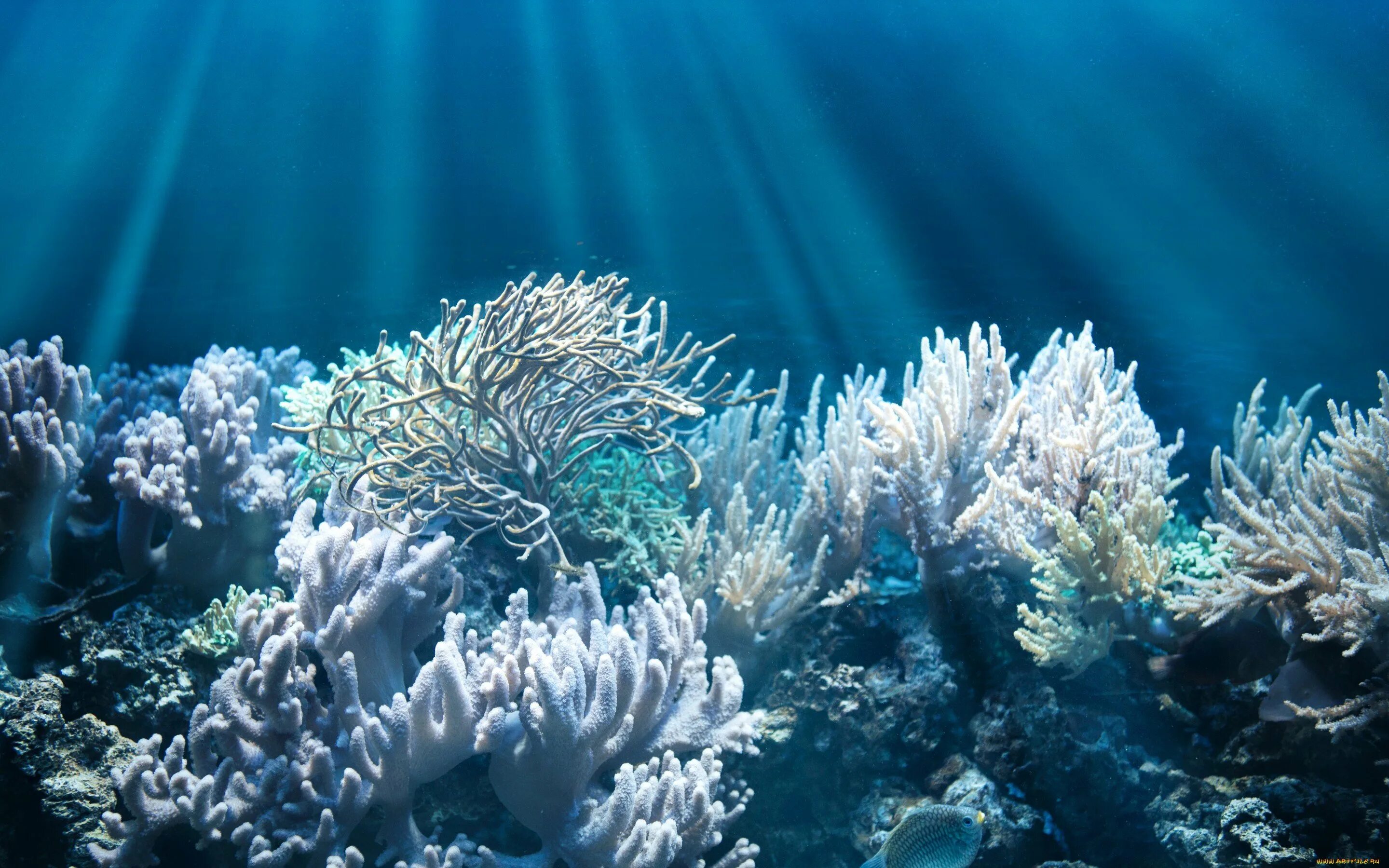 Подводный мир кораллов. Кораллы в Тайланде. Коралл Montastraea. Морские водоросли на рифе. Белый коралл Санго.