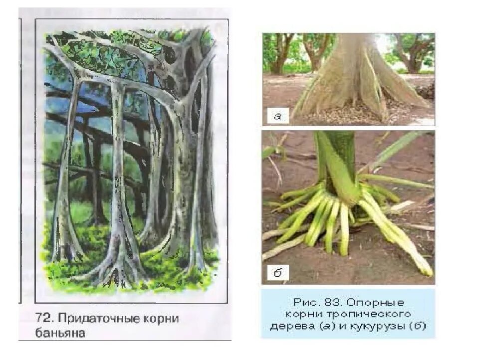 Ходульные корни кукурузы. Дыхательные корни баньяна. Опорные корни Баньян. Растения с воздушными корнями.