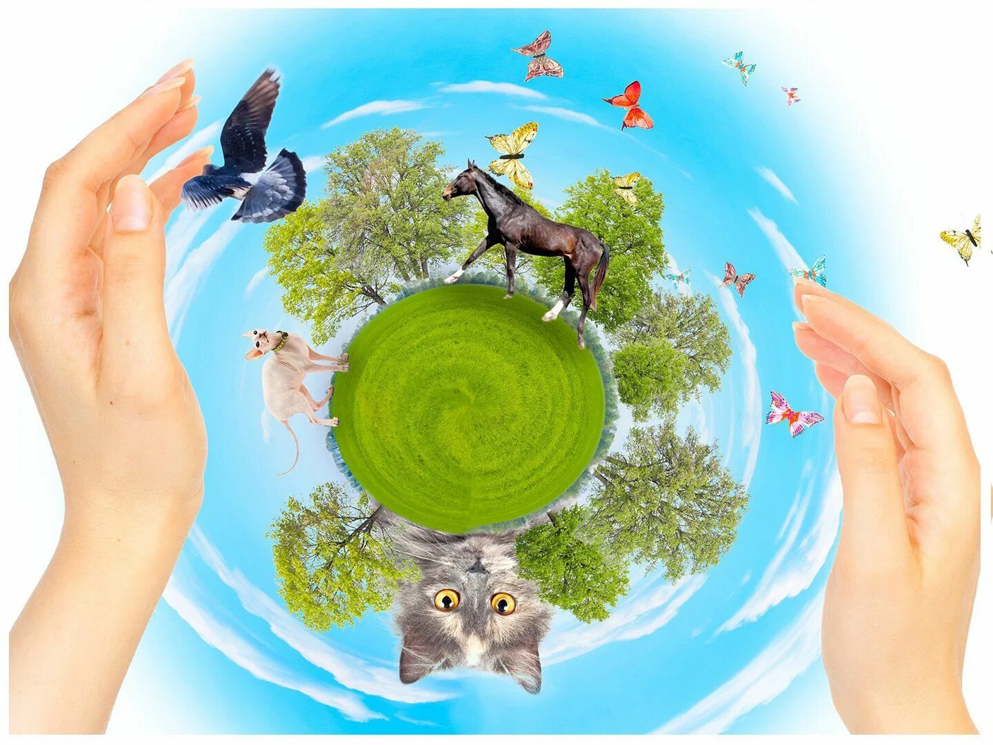 Экология земли игра. Экология и охрана природы. Экология животные. Защита земли экология. Экология защита животных.