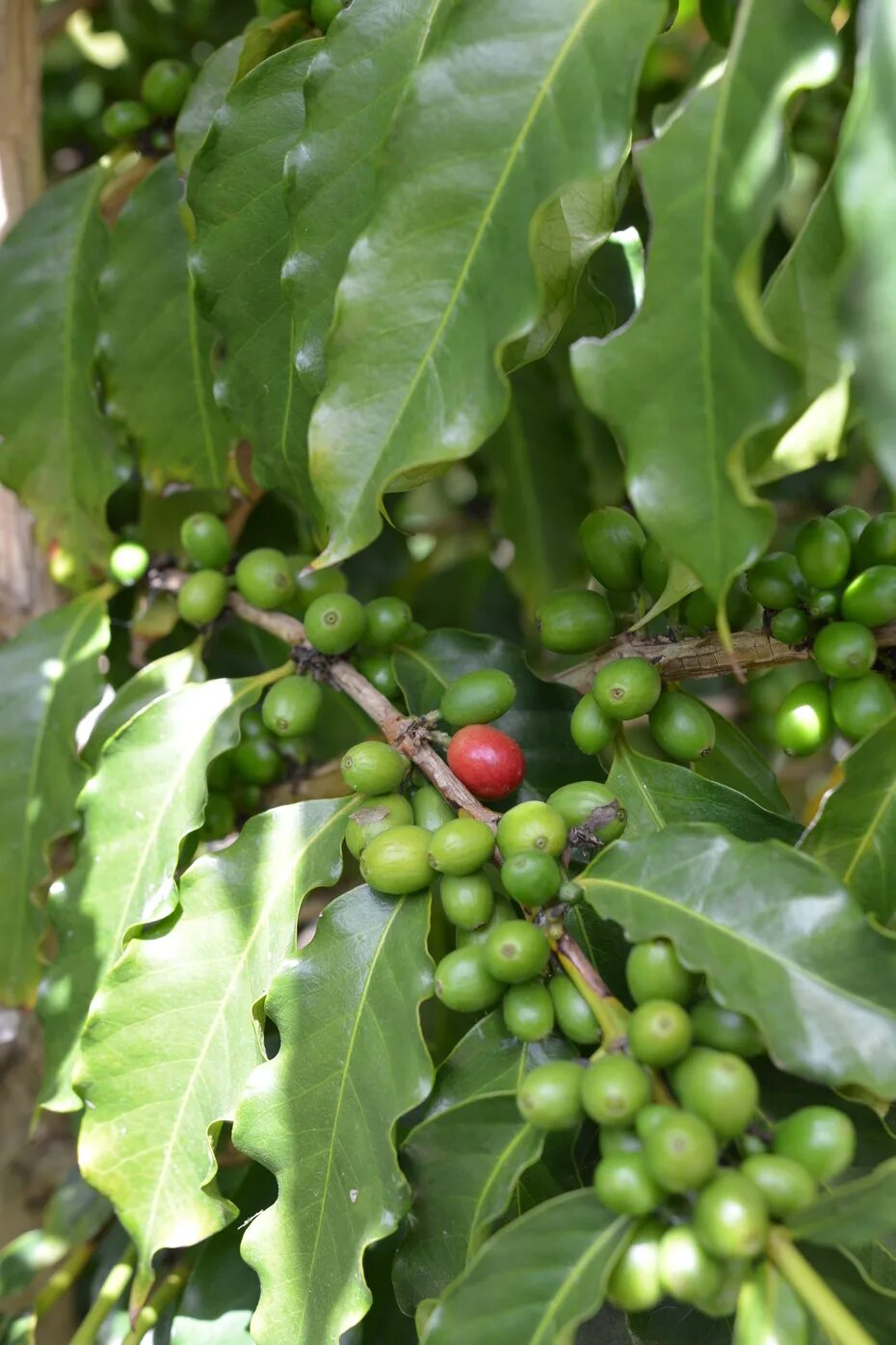 Сосед кофейного дерева. Coffea Arabica дерево. Кофе Аравийский Арабика. Coffea Arabica растение. Кофейное дерево Аравийское Coffea Arabica.