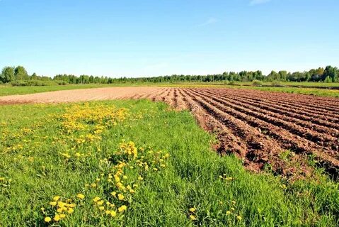 Непаханая земля 4 буквы