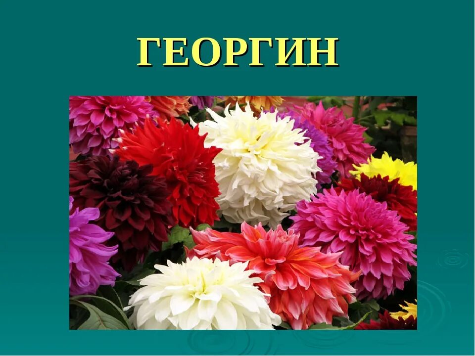 Осенние цветы окружающий мир