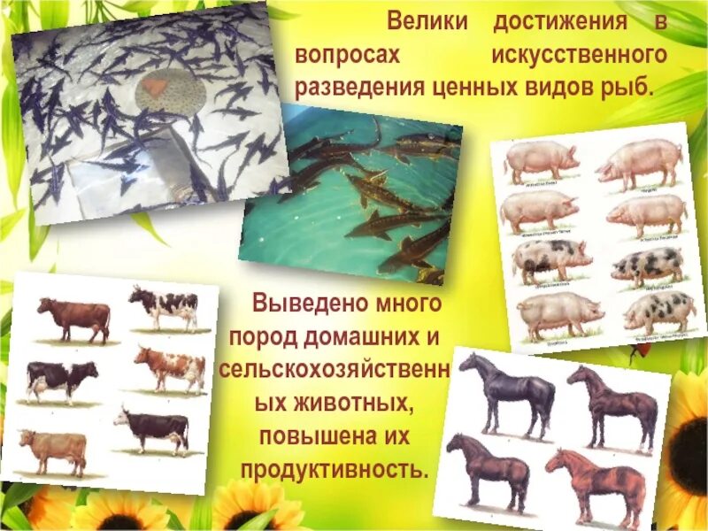 Искусственный размножение животных. Зоология сельхоз животных. история разведения зоологии. факты о зоологии. стенды по зоологии.