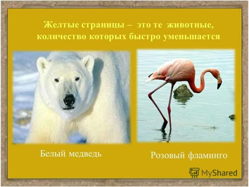 Желтая страница красной книги животные и растения. Желтые страницы красной книги. Желтые страницы красной книги животные. Страницы красной книги желтые страницы. Желтые страницы – животные количество которых быстро уменьшается.