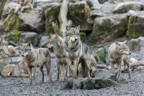 Отношения между волками в стае
